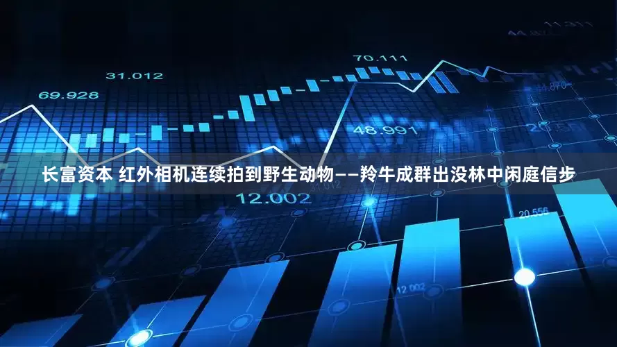 长富资本 红外相机连续拍到野生动物——羚牛成群出没林中闲庭信步